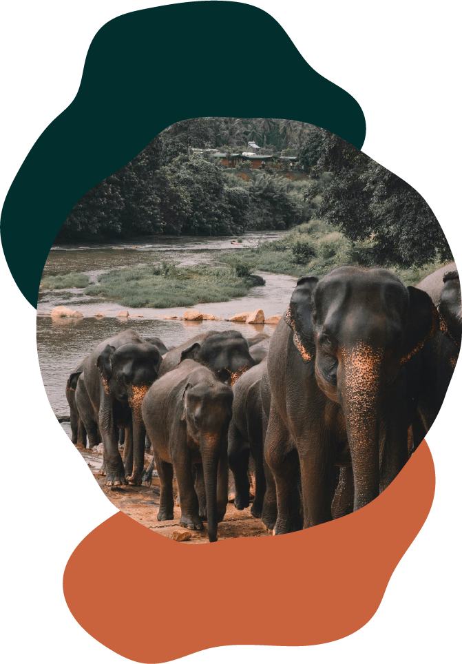 Le Sri Lanka un coeur vagabond agence de rencontre et de voyage