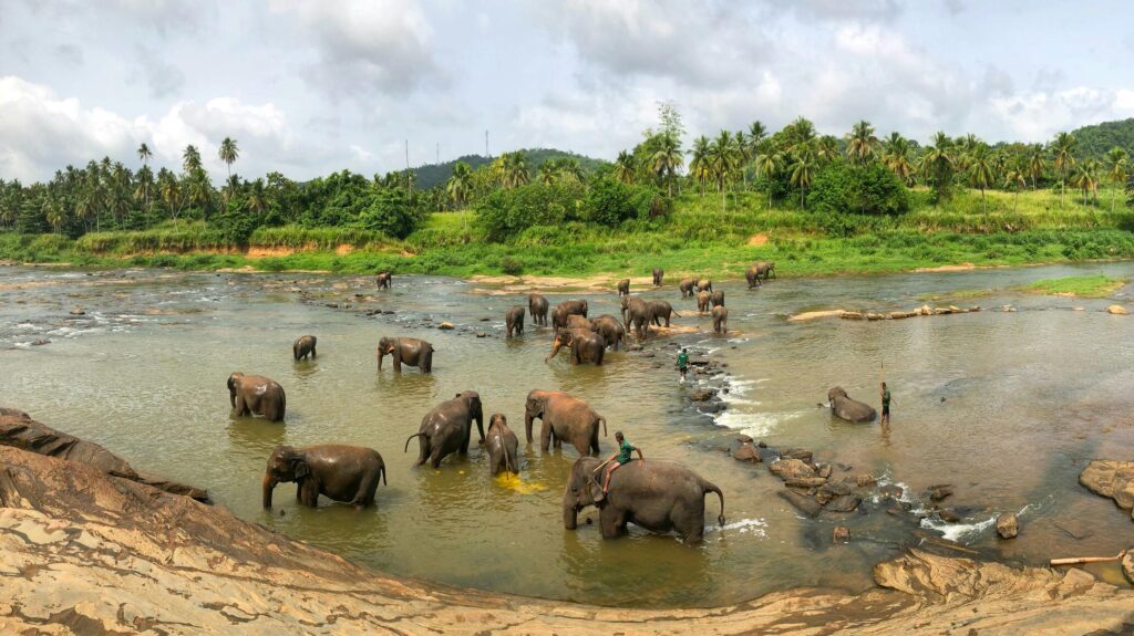 Le Sri Lanka un coeur vagabond agence de rencontre et de voyage