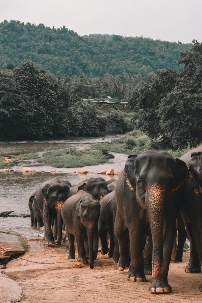Le Sri Lanka un coeur vagabond agence de rencontre et de voyage