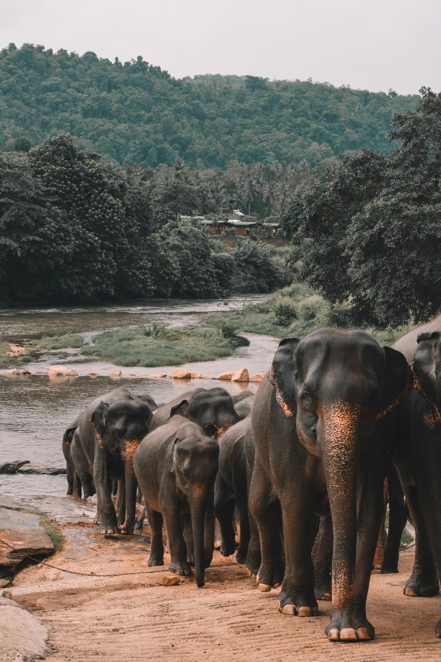 Le Sri Lanka un coeur vagabond agence de rencontre et de voyage