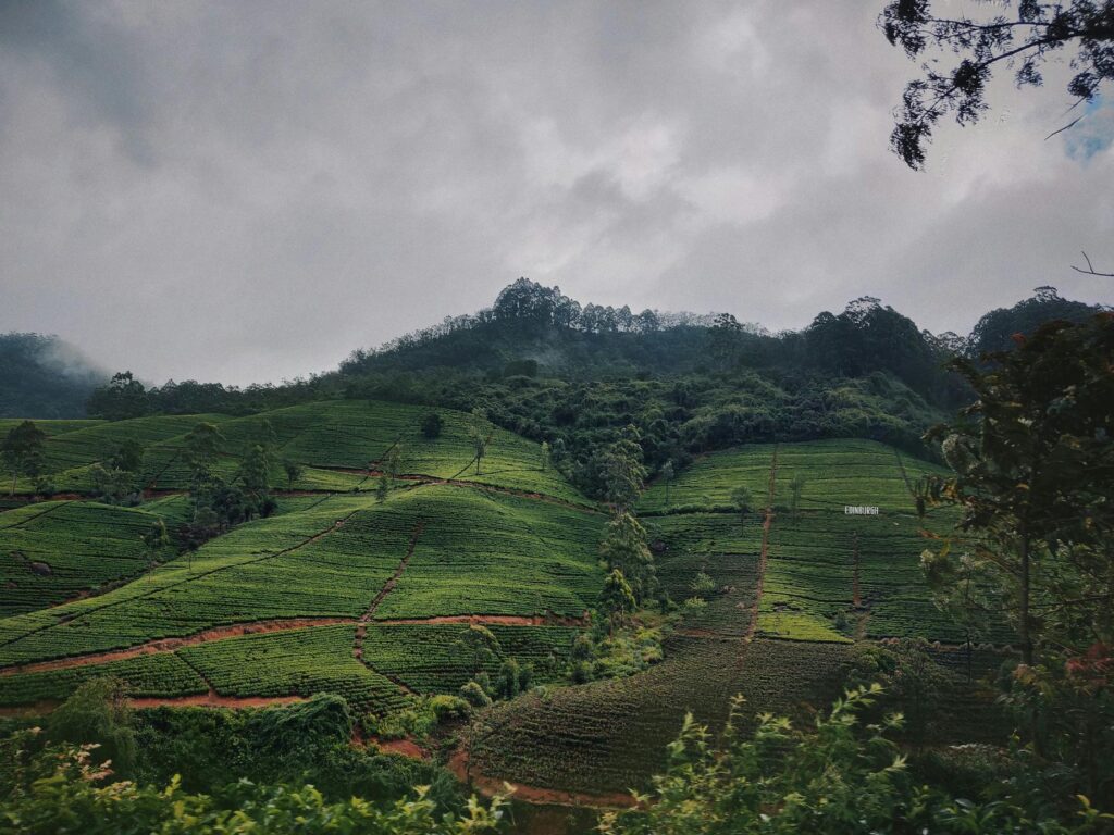 Le Sri Lanka un coeur vagabond agence de rencontre et de voyage