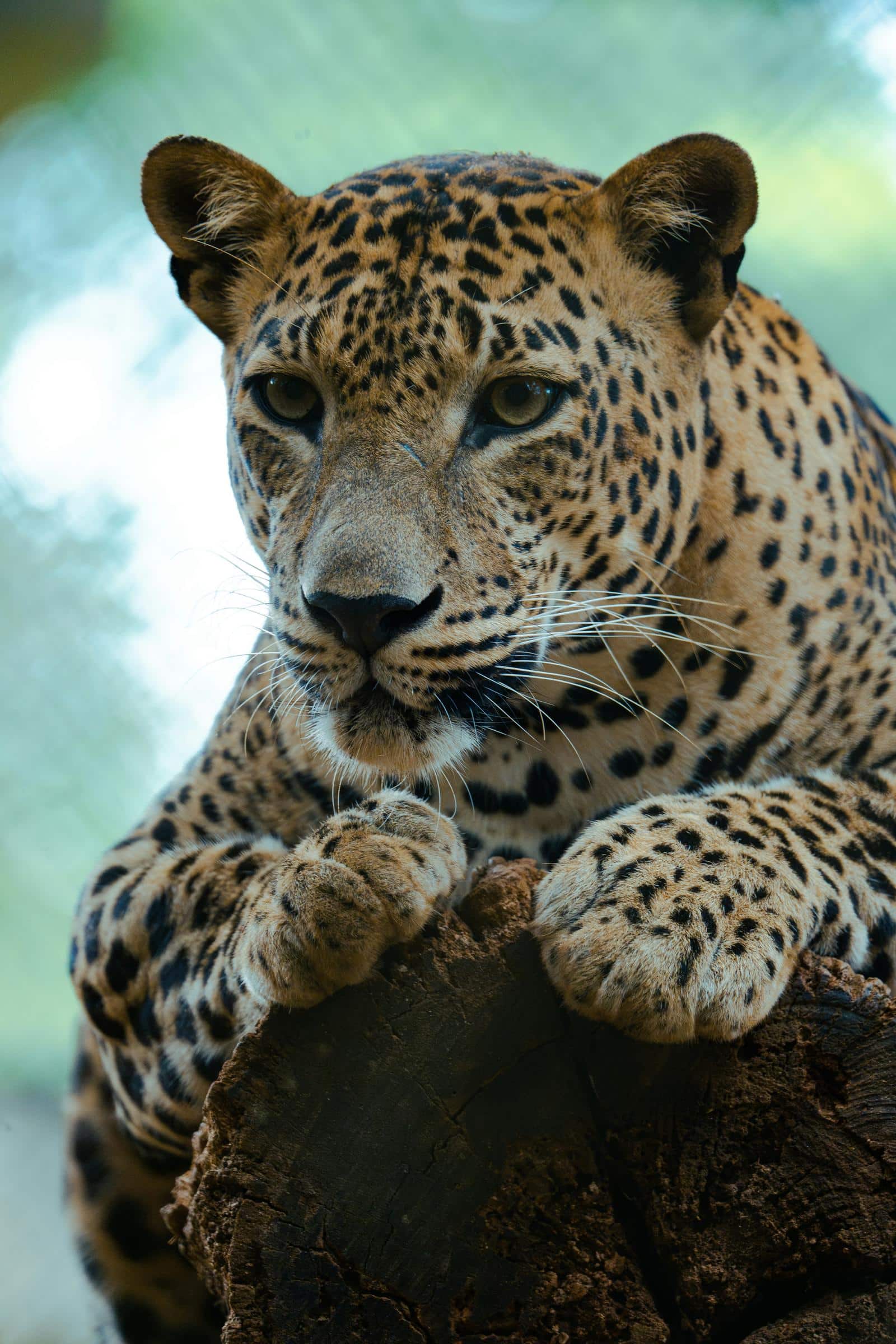 Le Sri Lanka un coeur vagabond agence de rencontre et de voyage