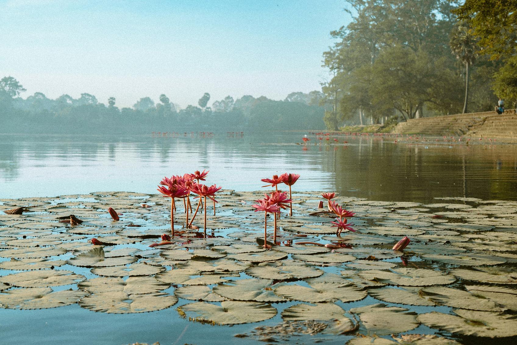 Le Cambodge un coeur vagabond agence de rencontre et de voyage