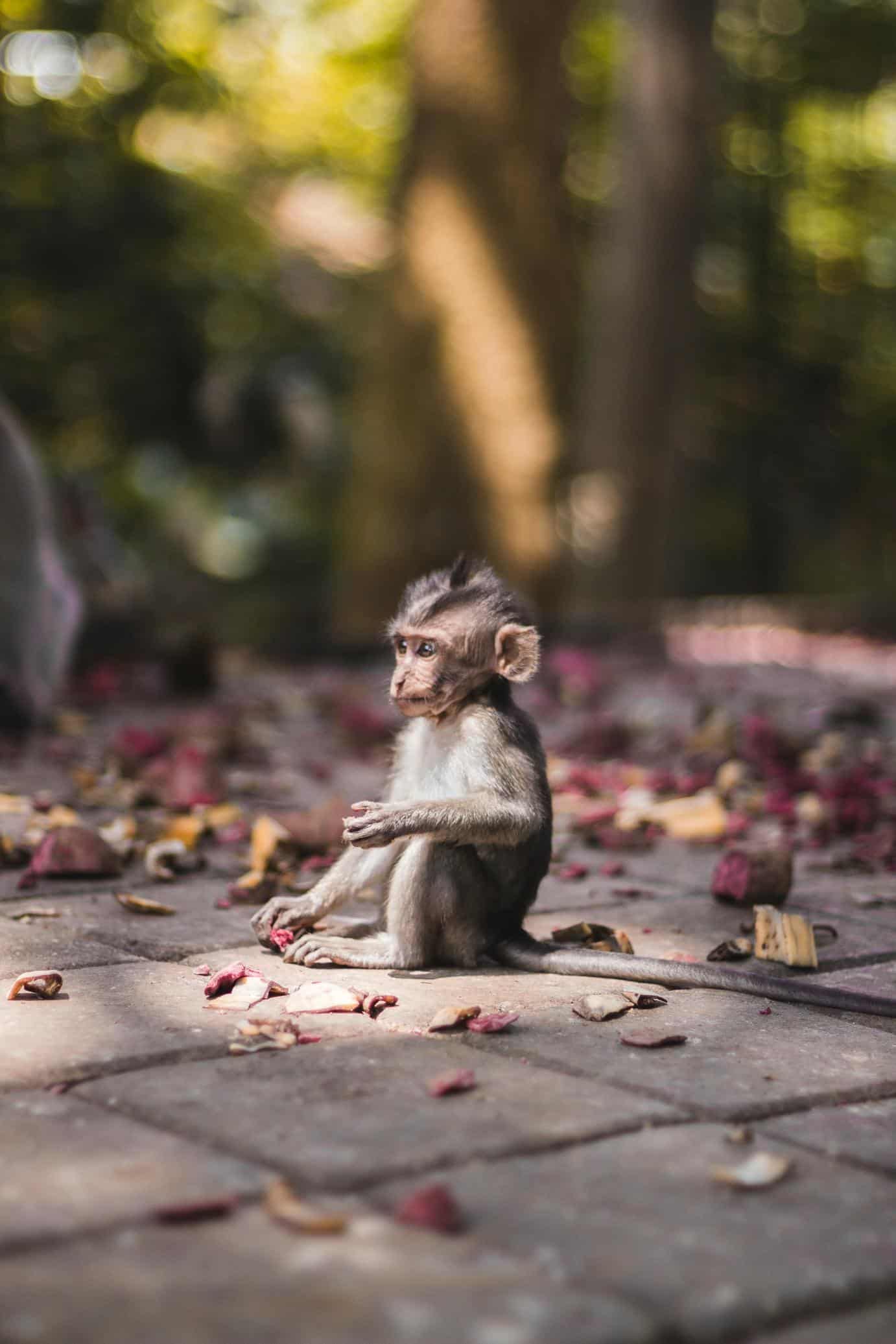 Bali un coeur vagabond agence de rencontre et de voyage