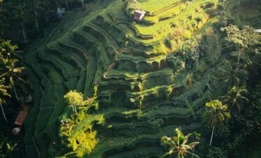 aerial view of terraced rice fields in bali