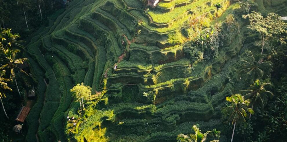 aerial view of terraced rice fields in bali