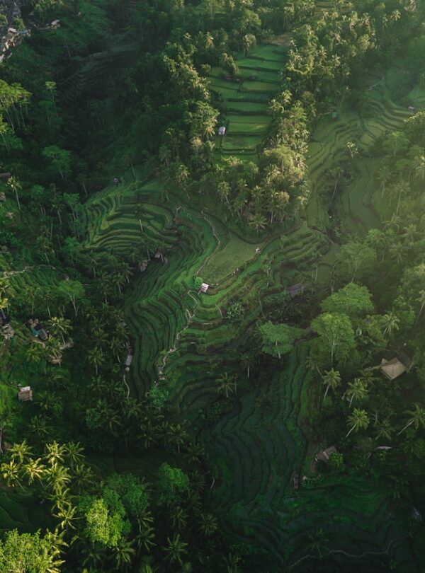 Bali un coeur vagabond